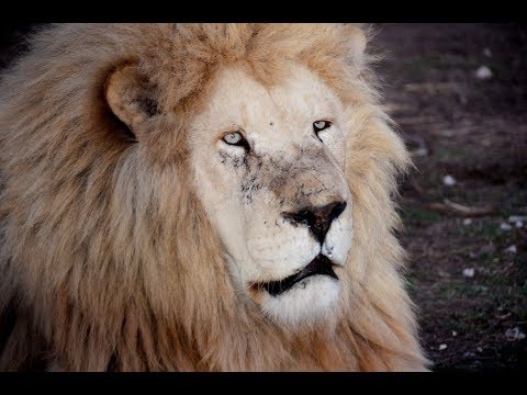 Видео: Любимая львица Чипа просто НАРЫВАЕТСЯ на скандал !