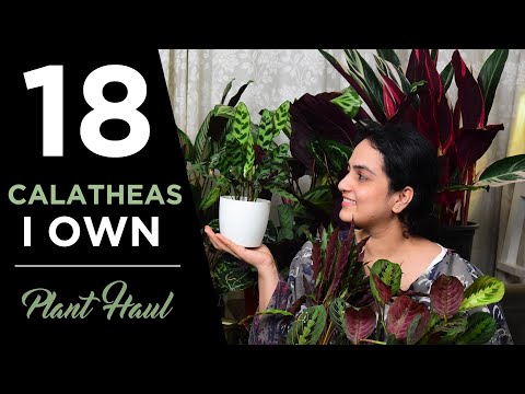 Видео: 18 сортов калатеи, которые у меня есть | Перевозка растений | Комнатное садоводство #калатеи #геп...