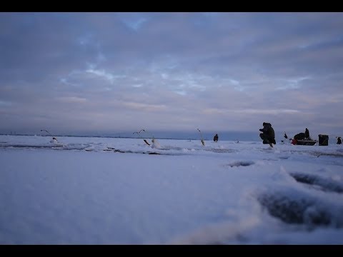 Видео: Ловля корюшки на финском заливе южная дамба 28.01.18