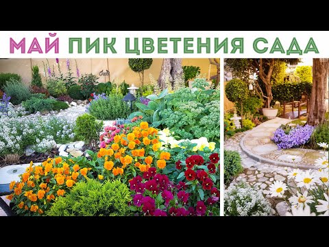 Видео: ⭐ЦВЕТЕНИЕ ВСЕХ КЛУМБ в САДУ🔥 буйство цвета 🌺🌷сад на пике цветения
