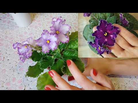 Видео: Обзор цветущих фиалок. Сортовые фиалки: особенности цветения! Фиалки у Алисы.