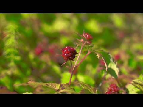 Видео: Экологичный бизнес на 100%. Единственная на Урале и в Сибири "Морошковая ферма". Сделано в Югре.