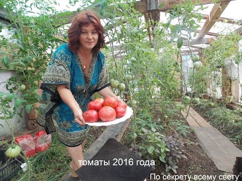Видео: Томаты 2016 года.
