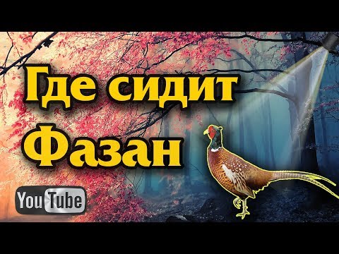 Видео: Где сидит фазан. Места обитания фазана.