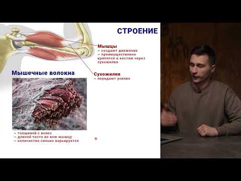 Видео: 05. Строение скелетной мышцы