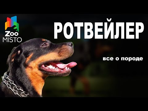 Видео: Ротвейлер - Все о породе собаки | Собака породы - Ротвейлер