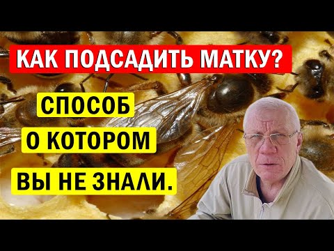 Видео: Как НАДЕЖНО подсадить матку? Эффективный Способ подсадки матки.
