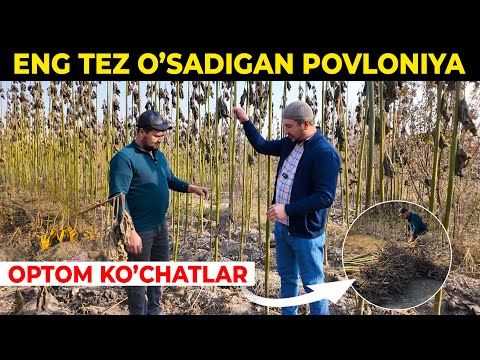Видео: ЯШИЛ МАКОН УЧУН ПАВЛОНИЯ ШАН ТОНГ НАВИ ЭНГ АРЗОН ЖОЙИ 
