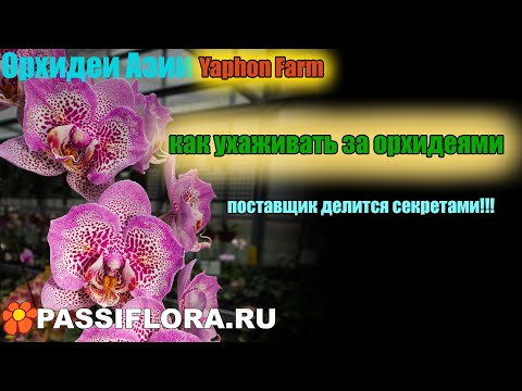 Видео: Знаменитый производитель орхидей  Yaphon Orchid