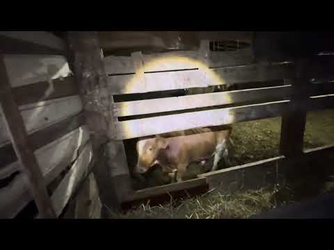 Видео: Новый сезон откорма Быков и какие быки лучше будут набирать вес