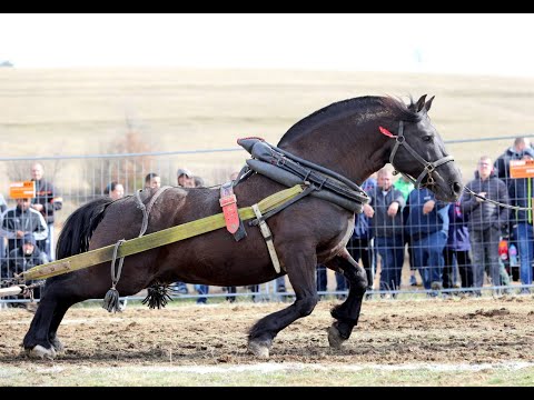 Видео: Община Челопеч с пореден турнир по надтегляне с коне от тежковозни породи – 11 март, 2023