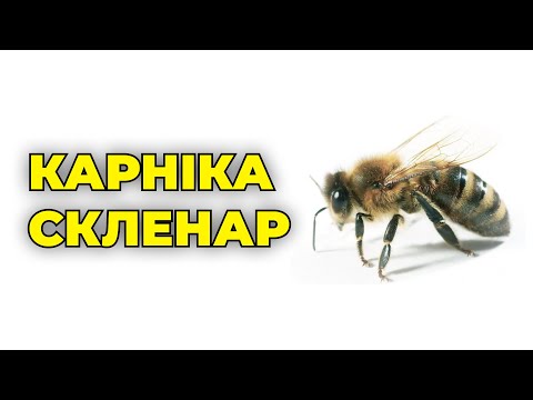 Видео: Порода Карника Скленар її характеристики і особливості.