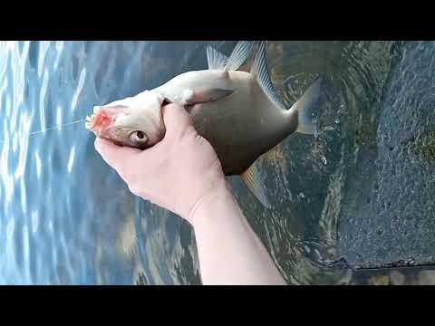 Видео: РЫБАЛКА НА ЛЕЩА 👍 ФИДЕР BROWNING SPHERE за 45 000 рублей 👍 МНОГО ЛОВИМ НА ФИЛЬТРЫ, УКРОП, ПШЕНИЦУ