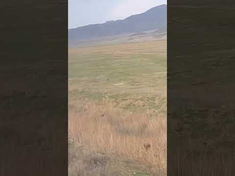 Видео: #казахстан #загадки #развлечения #дорога #гид #Симона ❤️🥰👍. Молодец Симона, рекомендуем 🙏❤️🥰