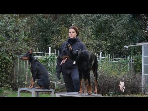 Видео: Догтренинг 560. Незачет доберманов. Потеря контроля