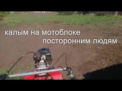 Видео: Очередной калым на мотоблоке или культивация как для себя