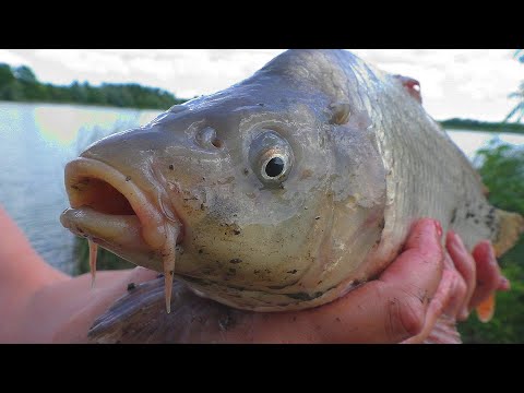 Видео: Рыбалка . Карп на поплавок и ловля на разные пружины, народные прикормки. My fishing