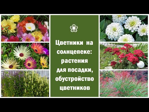 Видео: ❀ Цветники на солнцепеке: растения для посадки, обустройство цветников
