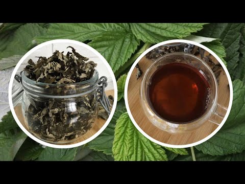 Видео: ЧАЙ ИЗ ЛИСТЬЕВ МАЛИНЫ🍃🍃#МАЛИНОВЫЙ ЧАЙ/ФЕРМЕНТИРОВАННЫЙ ЧАЙ