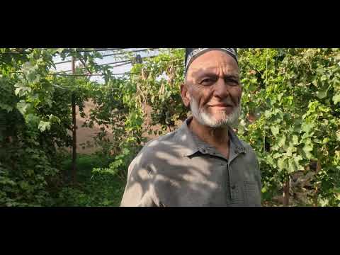Видео: Дарахти апелсини сурх Вашингтон (Кара Кара), дар ш.Ҳисор, боғи ҳоҷи Абдулло 