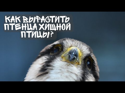 Видео: Как вырастить птенца хищной птицы?