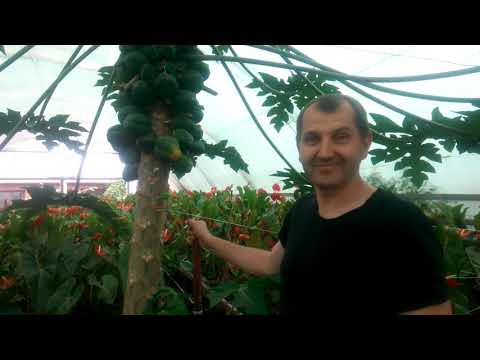 Видео: Крупноплодный ананас, подрезка папайи, инжир.