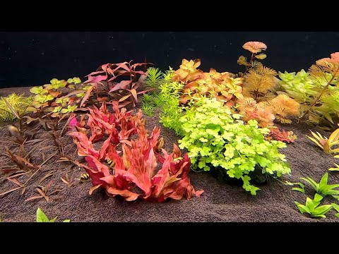 Видео: ч.3 Запуск аквариума в Голландском стиле.