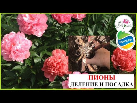 Видео: ДЕЛИМ И САЖАЕМ ПИОНЫ В СЕНТЯБРЕ  с ОрганикМикс