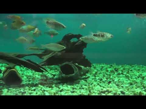 Видео: 351.Сиамский водорослеед. Он же лисичка.