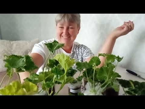 Видео: Посылка с черенками пеларгоний пришла через 6 дней/ почти даром купила кусты гераней