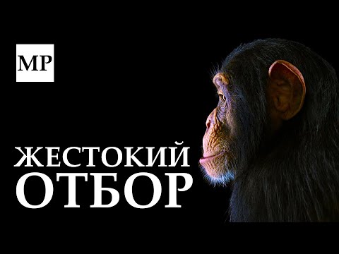Видео: Страшная правда об эволюции