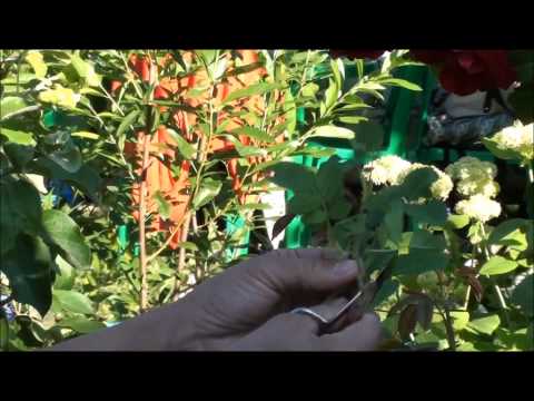Видео: Размножение плетистых роз. Сайт sadovymir.ru