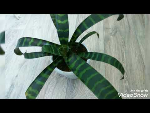 Видео: Вриезия. Уход и пересадка после цветения.