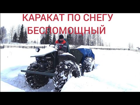 Видео: Каракат ОХОТНИК по снегу НЕ идёт.