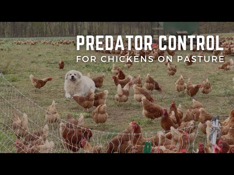 Видео: Как мы защищаем кур, выращенных на пастбищах, от хищников (круглый год)