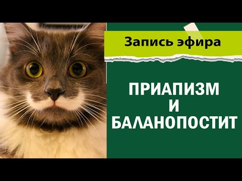 Видео: Приапизм и баланопостит