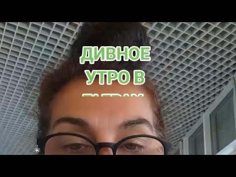 Видео: Дивное утро