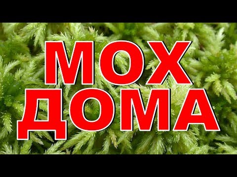 Видео: МОХ ДОМА Не делайте моих ошибок!