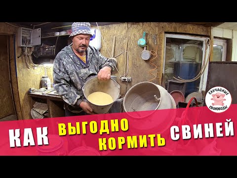 Видео: САМЫЙ ПРОСТОЙ КОРМ Для Свиней | КАК НУЖНО КОРМИТЬ СВИНЕЙ | Как Выгодно Кормить Свиней