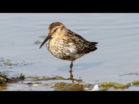 Видео: Чернозобики и турухтан на осеннем пролете. Calidris alpina. Птицы Беларуси.
