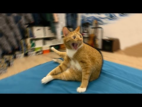 Видео: Подборка самых смешных котов 2025 года 🐱 Смеюсь до упаду! #19