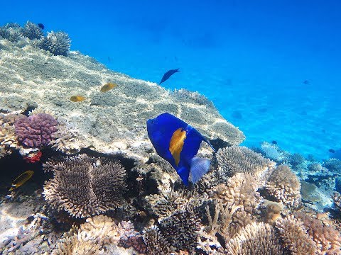 Видео: Египет 2018. Подводный мир.