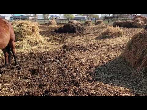 Видео: Лошади пополнение . загнал кобыл в общий загон . ждем еще жеребят