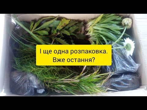 Видео: Остання посилка з рослинами. Продавець із Фейсбуку.