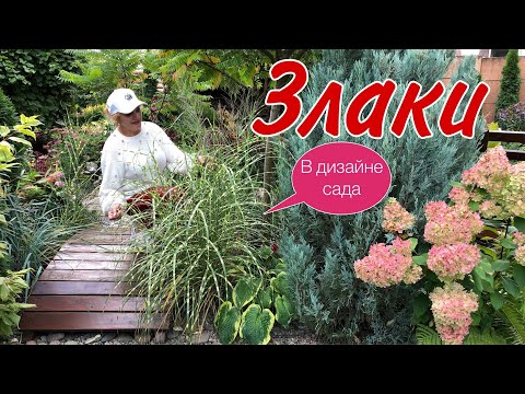Видео: Злаки в дизайне сада. Важные нюансы при выборе ЗЛАКОВЫХ #злакиразнообразие#злакихолодорастущие#дача