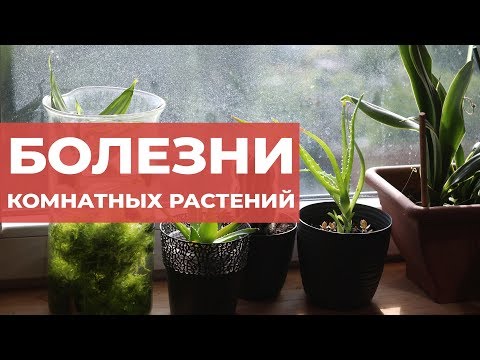 Видео: Болезни комнатных растений. Как определить чем болеет цветок