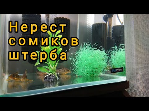 Видео: Нерест сомиков Штерба #аквариумистика #aquarium #сомикиштерба #aquariumhobby