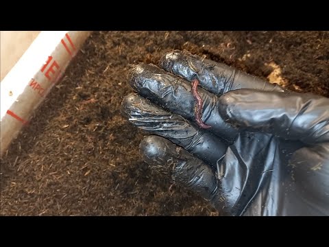 Видео: Черви на навозе и на торфе.