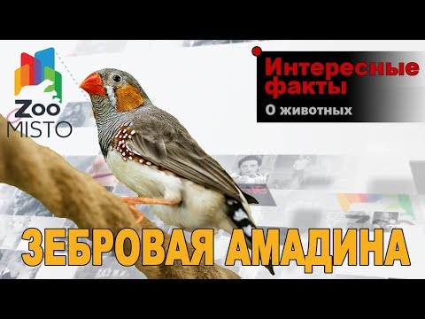 Видео: Зебровая амадина - Интересные факты о виде | Вид птицы зебровая амадина