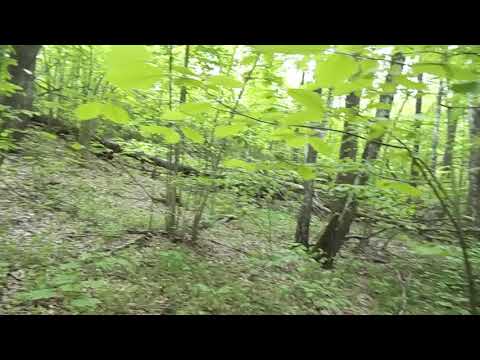 Видео: Как и где искать рога Лося Оленя